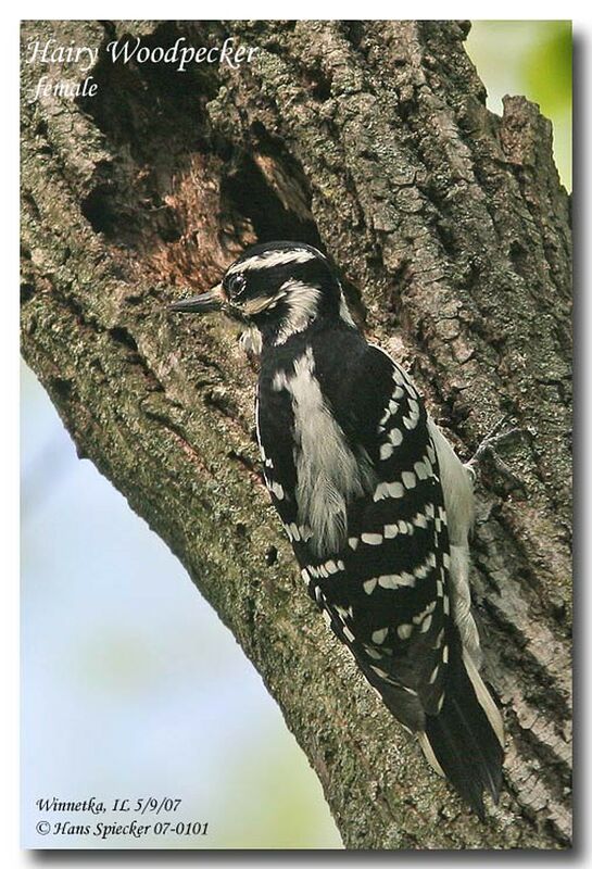 Hairy Woodpecker female adult