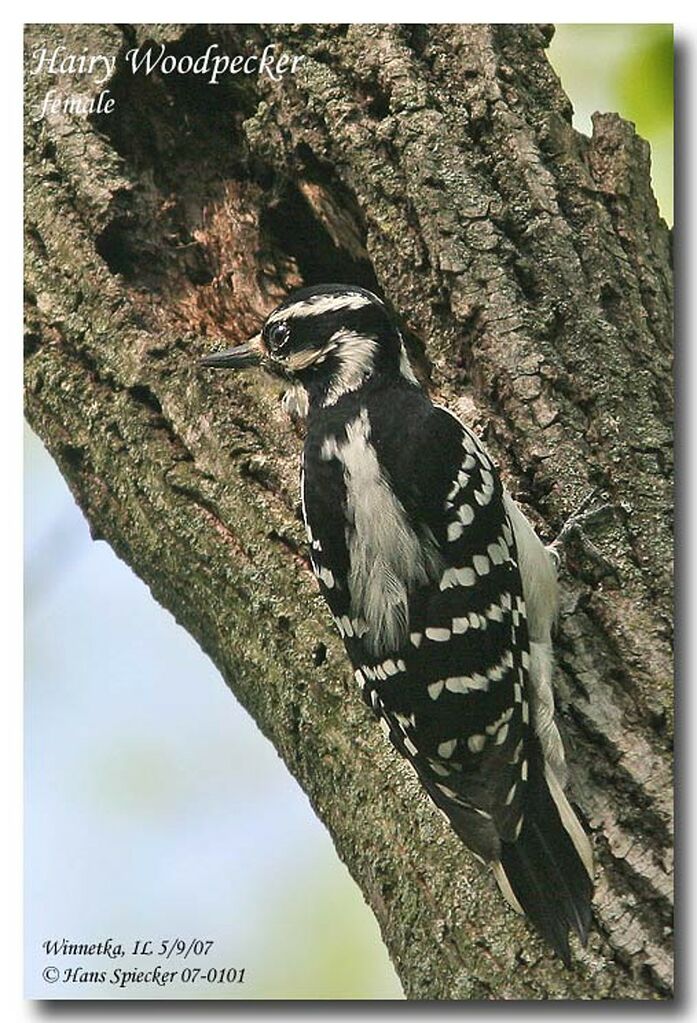 Hairy Woodpecker female adult