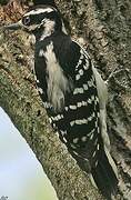 Hairy Woodpecker