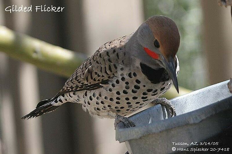 Gilded Flicker