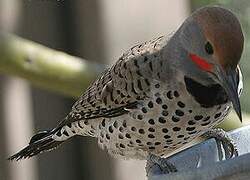 Gilded Flicker