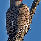 Pic chrysoïde