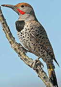 Gilded Flicker