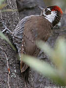 Arizona Woodpecker