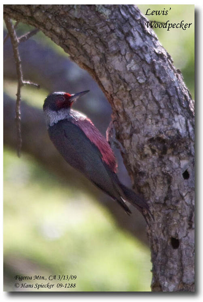 Lewis's Woodpeckeradult