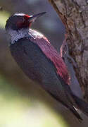 Lewis's Woodpecker