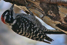 Nuttall's Woodpecker