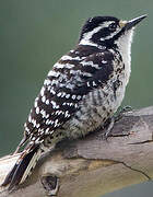 Nuttall's Woodpecker