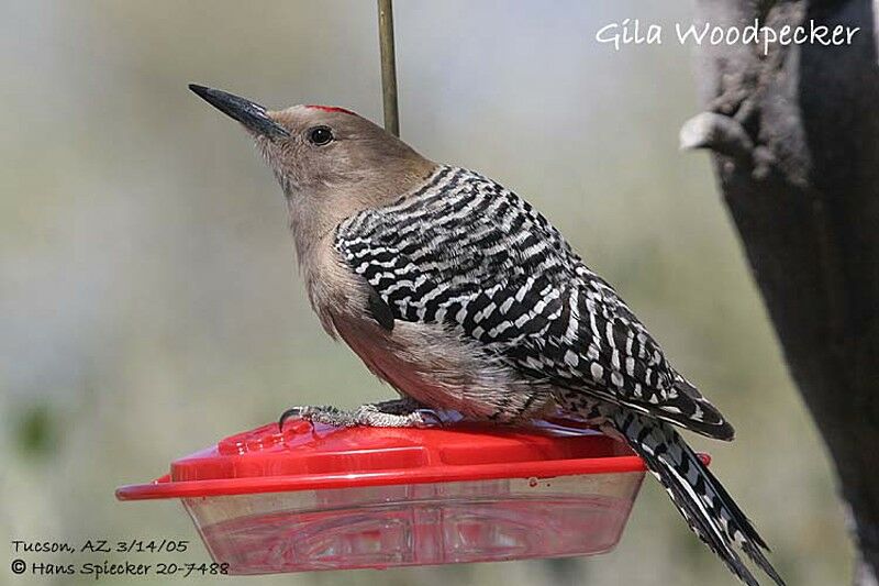 Gila Woodpecker