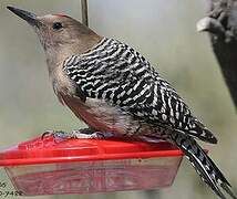 Gila Woodpecker