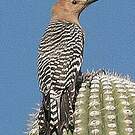 Pic des saguaros