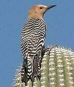 Gila Woodpecker