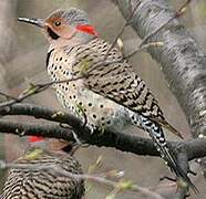 Northern Flicker