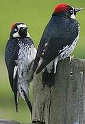 Acorn Woodpecker