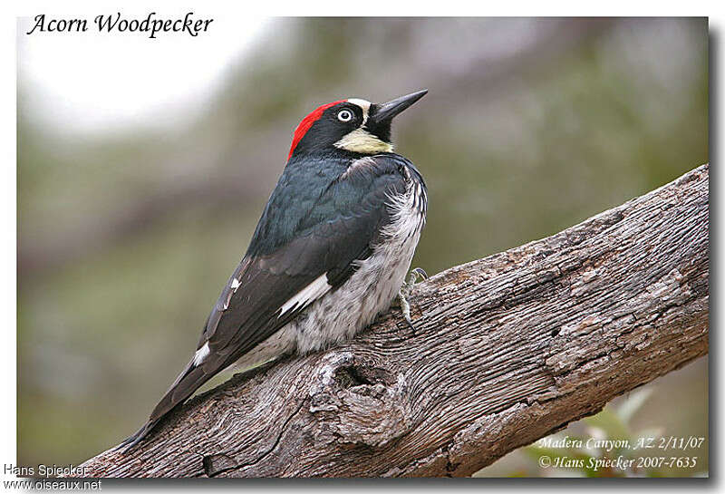Acorn Woodpecker male adult, identification