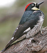 Acorn Woodpecker