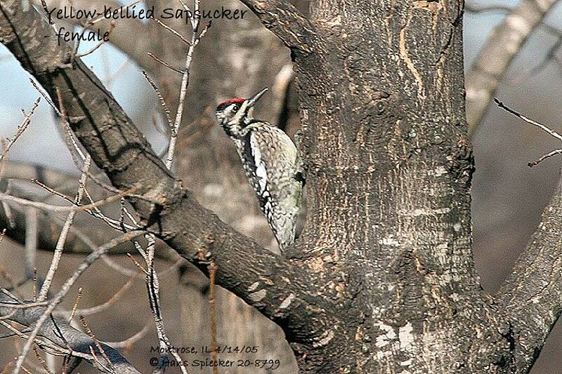 Yellow-bellied Sapsucker