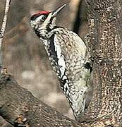 Yellow-bellied Sapsucker