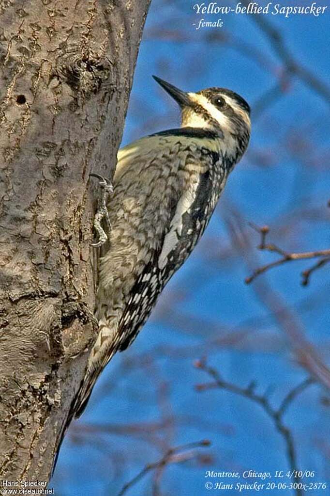 Yellow-bellied Sapsucker female adult, close-up portrait