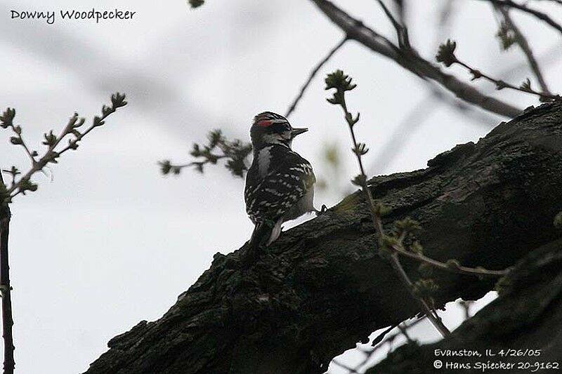 Downy Woodpecker