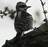 Downy Woodpecker