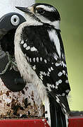 Downy Woodpecker