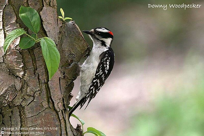 Downy Woodpecker