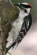 Downy Woodpecker