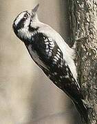 Downy Woodpecker