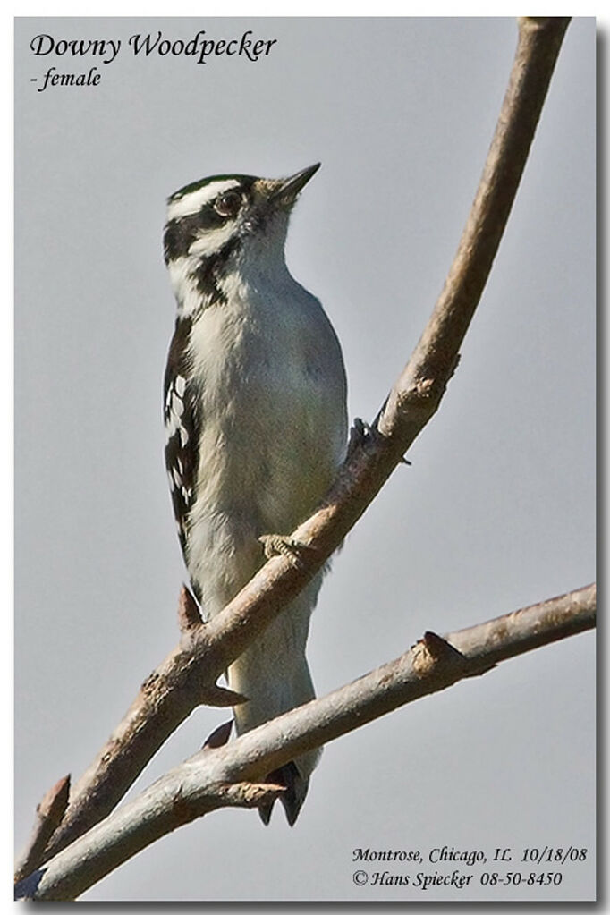 Downy Woodpecker female