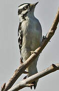 Downy Woodpecker