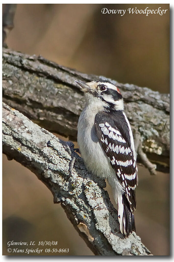 Downy Woodpecker male adult