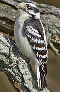 Downy Woodpecker