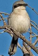 Loggerhead Shrike