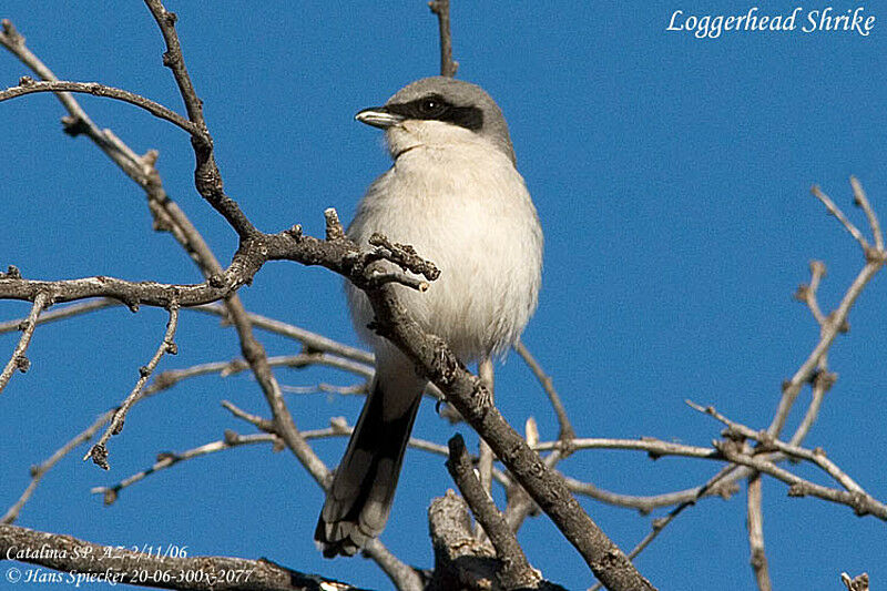 Loggerhead Shrike