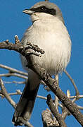 Loggerhead Shrike