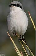 Loggerhead Shrike