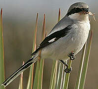 Loggerhead Shrike