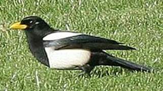 Yellow-billed Magpie