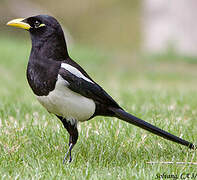 Yellow-billed Magpie