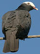 Pigeon à couronne blanche