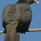 Pigeon à couronne blanche