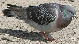 Rock Dove