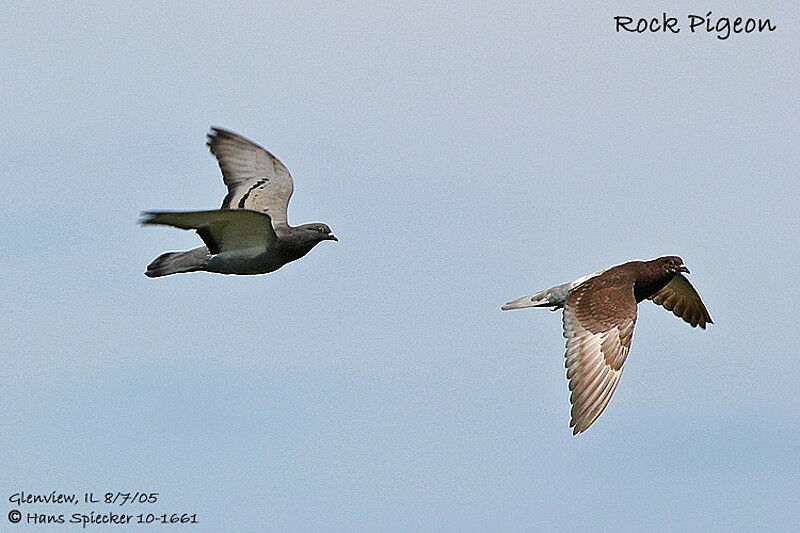 Rock Dove