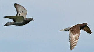 Rock Dove