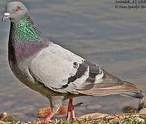 Pigeon biset