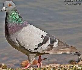 Pigeon biset