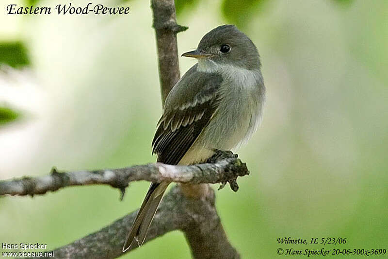 Eastern Wood Peweeadult, close-up portrait