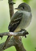 Eastern Wood Pewee