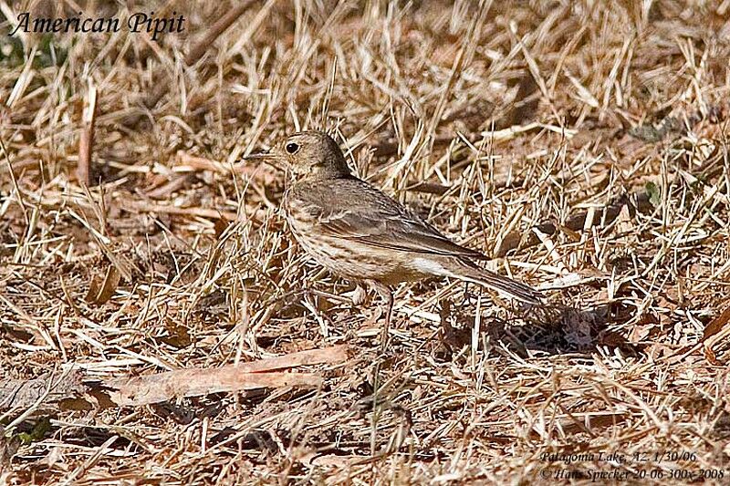 Buff-bellied Pipit